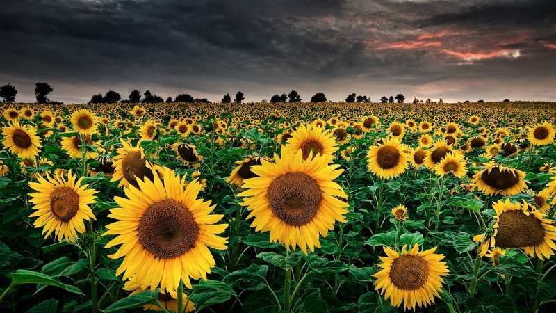 pollen, rural scene, land, outdoors, cloud - sky, flowering plant, freshness, yellow, field, flower, nature, agriculture, 720P, fragility, farm, sunflowers