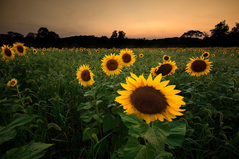 beauty in nature, nature, textile, flower, outdoors, petal, scenics - nature, vulnerability, land, flowering plant, yellow, sunflower, landscape, plant