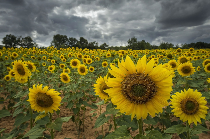 field, vulnerability, 1080P, flowering plant, springtime, rural scene, land, outdoors, sunflowers, pollen, cloud - sky, agriculture, no people, growth
