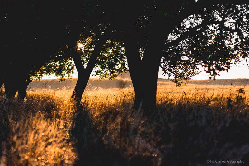 nature, outdoors, plant, leafed, 2K, beauty in nature, sunlight, environment, Crimea, grass, sky, green, field, land, scenics - nature, no people, tree