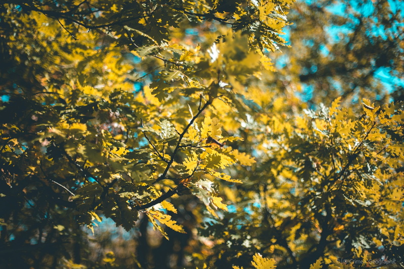 springtime, plant, low angle view, outdoors, beauty in nature, no people, 2K, freshness, backgrounds, sunlight, day, change, flower, leaf, autumn, growth
