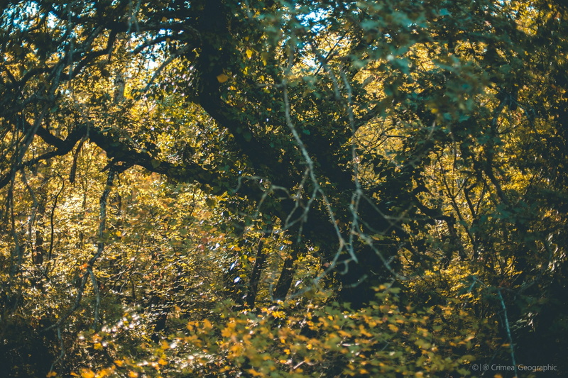 Crimea, trees, 2K, nature