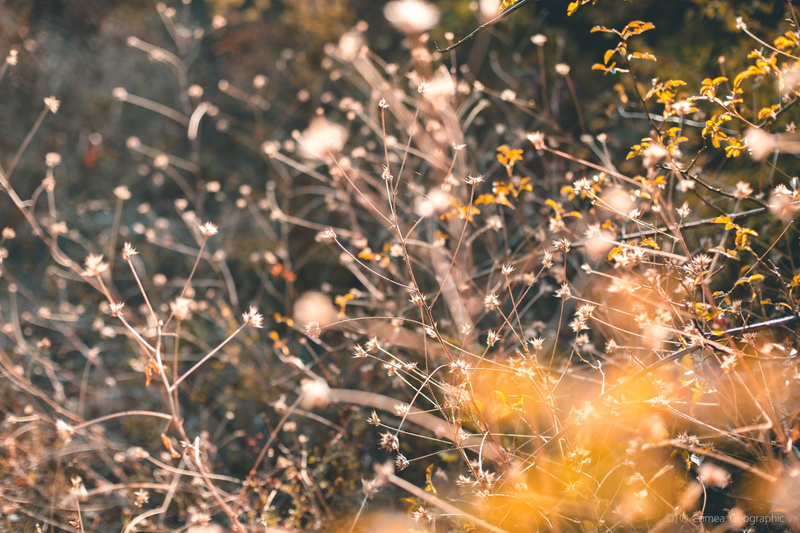 growth, bokeh, tranquility, day, sunlight, dry, tree, nature, land, vulnerability, backgrounds, focus on foreground, fragility, twig, outdoors, beauty in nature