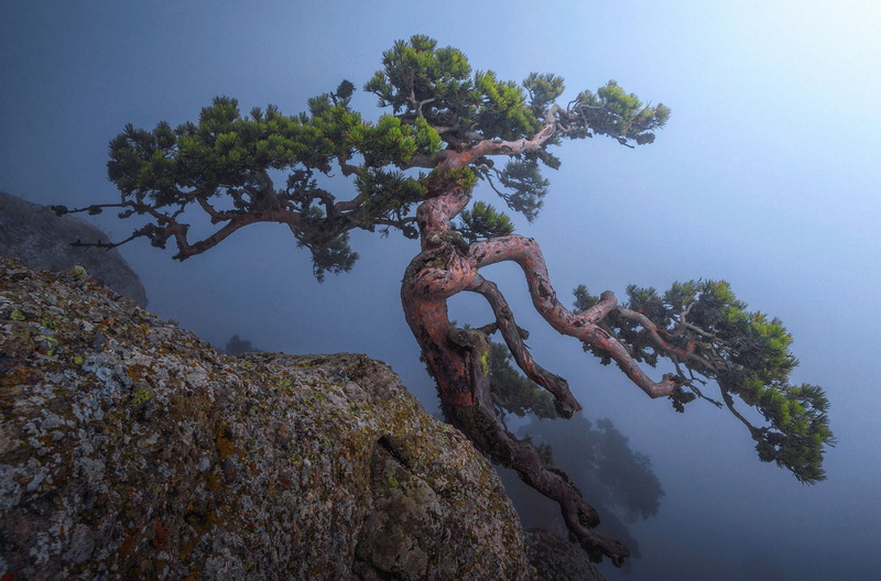 pine, 1080P, mountains, Crimea, fog
