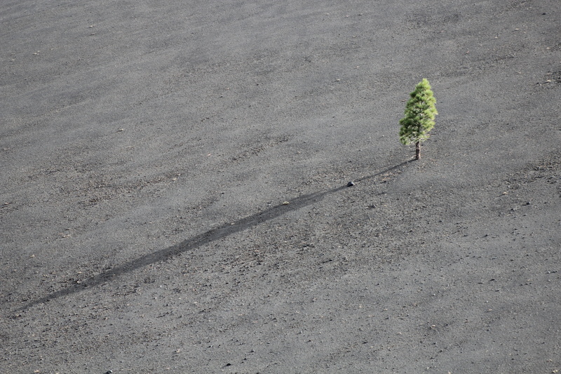 bird, 5K, barren, s, city, textured, road, green, grey, lonely, view, leaf, arid climate, green color, no people, growth, dust, shadow, ground, gray, fragility
