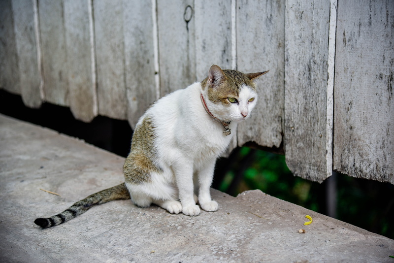 pets, looking, animal, full length, temple cat, wood - material, domestic animals, mammal, no people, sitting, domestic, animal themes, whisker, domestic cat