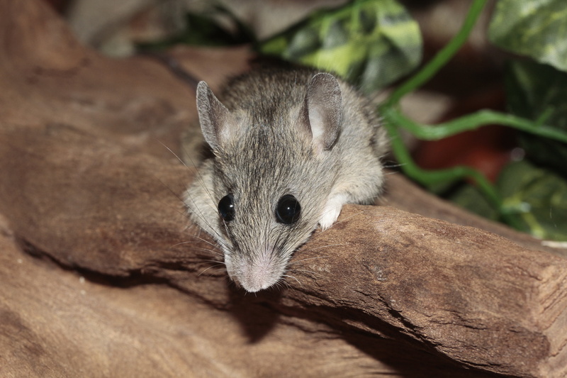 cute, wood - material, rodent, relaxed, no people, rest pause, animal body part, pets, high angle view, 5K, lying, fur, one animal, closeup, wildlife