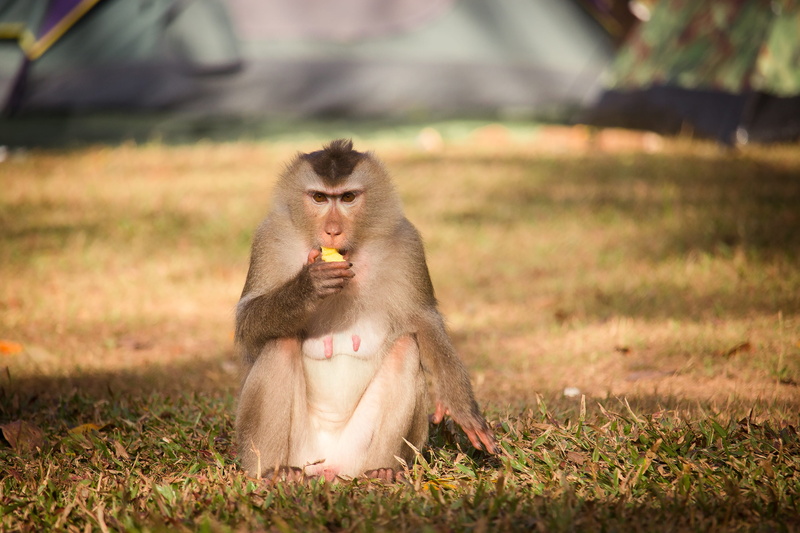 2K, naughty, sitting, selective focus, there are no residential, primate, steal, chimp, animal wildlife, baboon, outdoors, animals in the wild, clamber