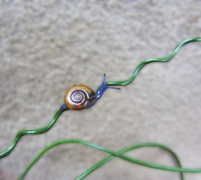 Snail, Blue, no people, green color, Grass, road, selective focus, ornamental grass, gastropod, high angle view, utah, bendy, nature, spiral, shell, 5K