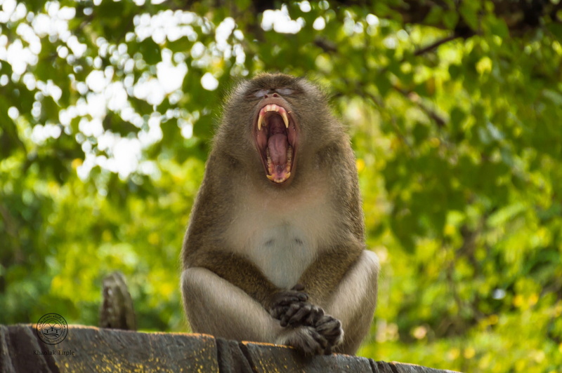 mouth open, one animal, animals in the wild, sitting, no people, focus on foreground, plant, Nature, tree, macaque, eyes, vertebrate, Animals, outdoors