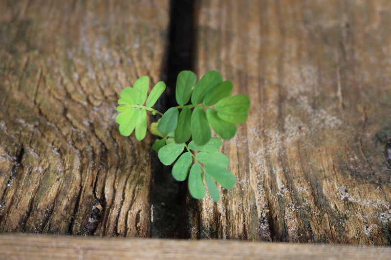 selective focus, plant part, plant, green color, wood, green, outdoor, leaf, nature, vulnerability, brown, day, 5K, persistence, textured, pattern, weed