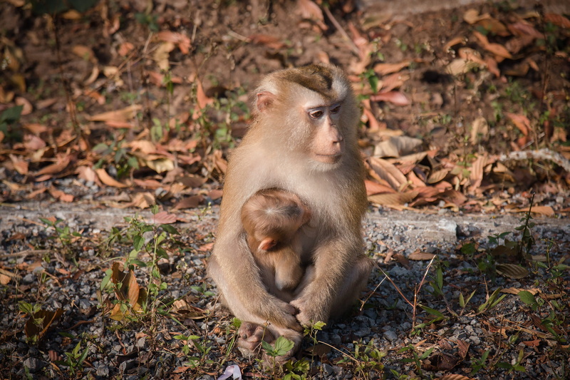 leaf, plant part, chimp, monkeys, outdoors, tree, hair, group of animals, monkey ball, young animal, eyes, persistent, naughty, animals, primate, steal