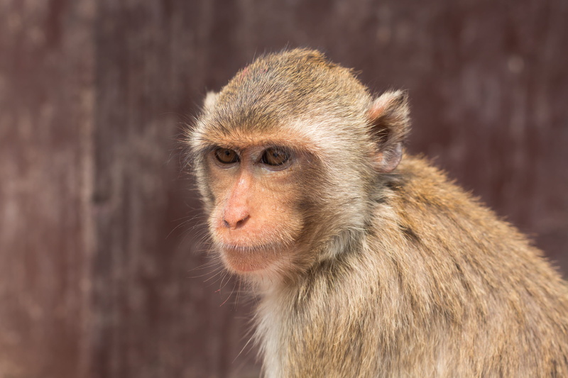 persistent, 5K, rush, animal wildlife, animal body part, one animal, thailand, portrait, focus on foreground, tree, profile view, vertebrate, naughty