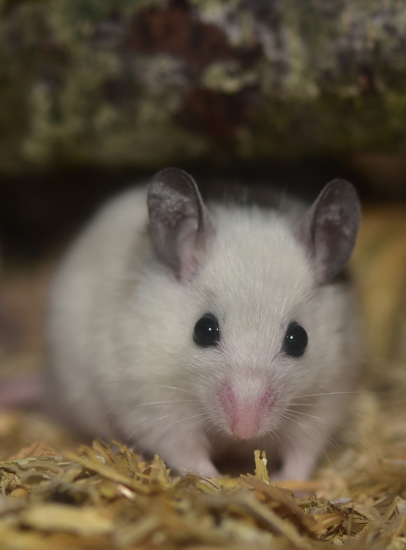 portrait, animal body part, animal wildlife, lying, no people, one animal, selective focus, motionless, animal, animals in the wild, looking, waiting, relaxed