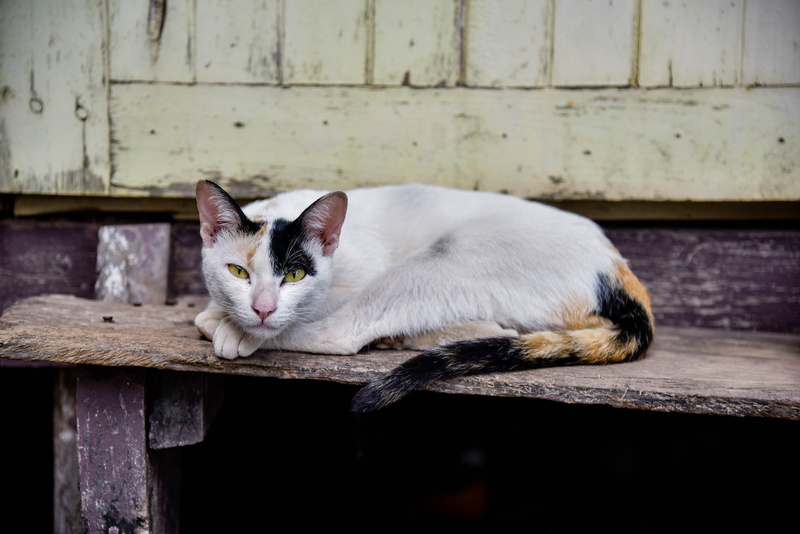 wood - material, relaxation, feline, reclining, cute, domestic, mammal, pets, domestic Cat, persistent, one animal, sitting, staircase, kitten, focus on foreground