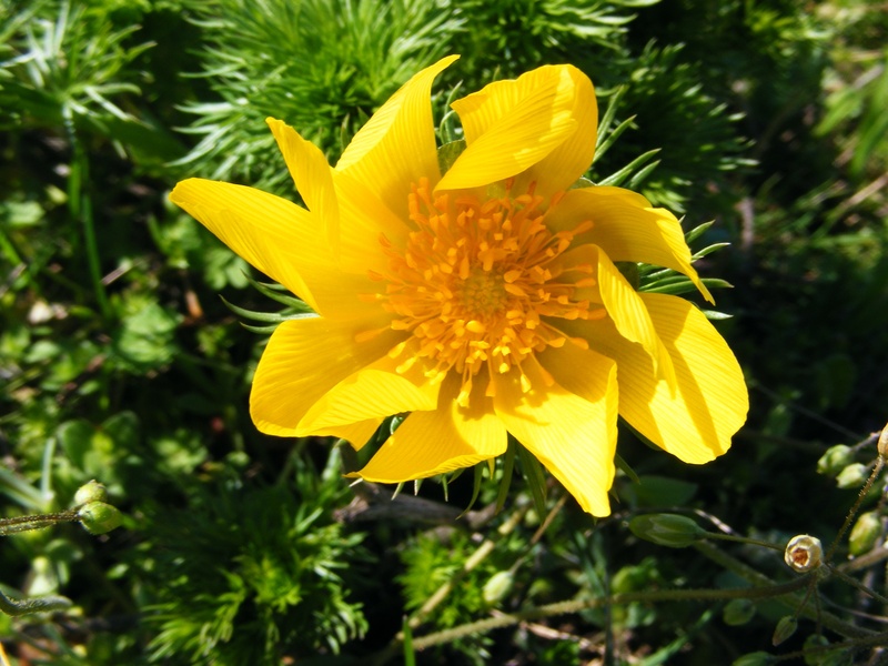 flower, fragility, flowering plant, wild flower, growth, strenght, plant, freshness, inflorescence, day, yellow, flower head, nature, pollen, close-up
