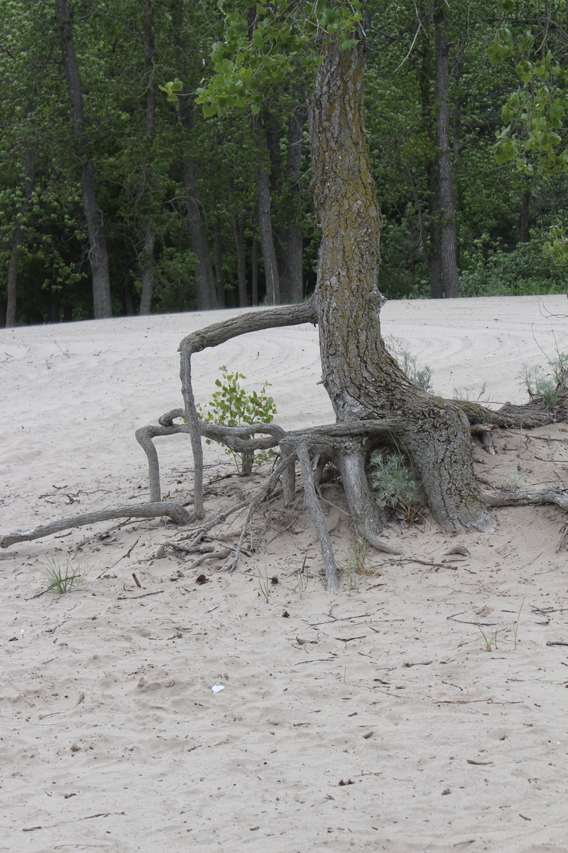 tranquil scene, resistance, land, tree, bench, no people, outdoors, seat, growth, inspirational, trunk, tree trunk, persistence, 2K, forest, scenics - nature