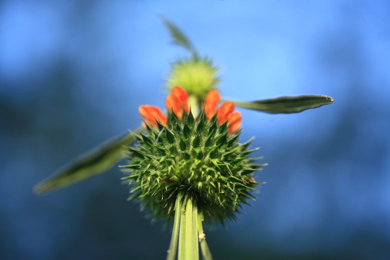 Calyx, growth, 4K, botanical, persistent calyx, garden, vulnerability, freshness, inflorescence, green color, plant, sepal, biology, close-up, flower head