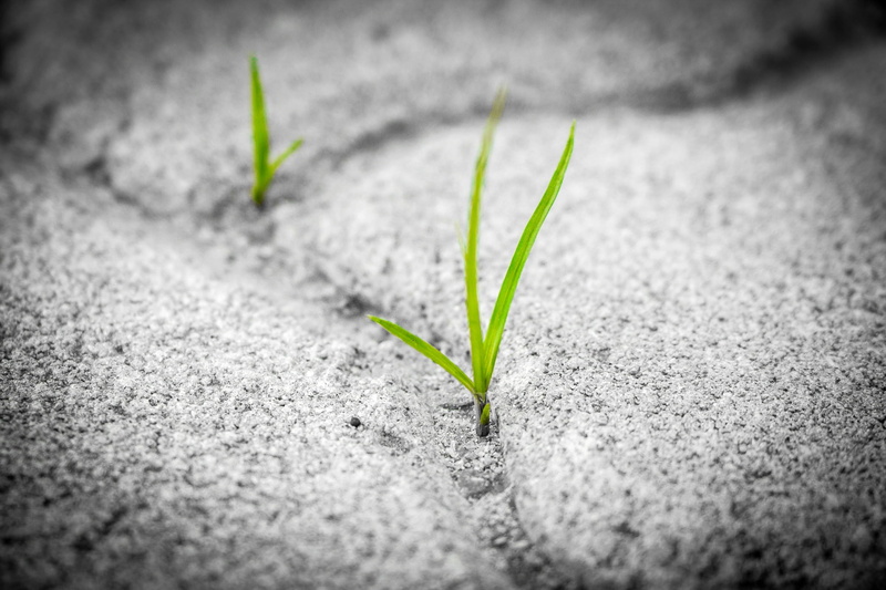 opportunity, freshness, persistence, cobblestone, material, brick, seedling, seed, cobble, outdoor, pattern, survival, strong, leaf, sand, stone, green