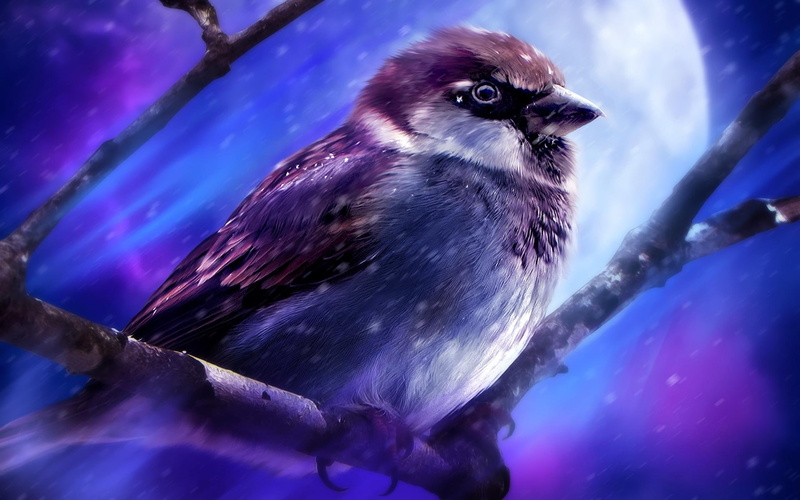 pictures, art, painting, moon, animals, 1080P, birds