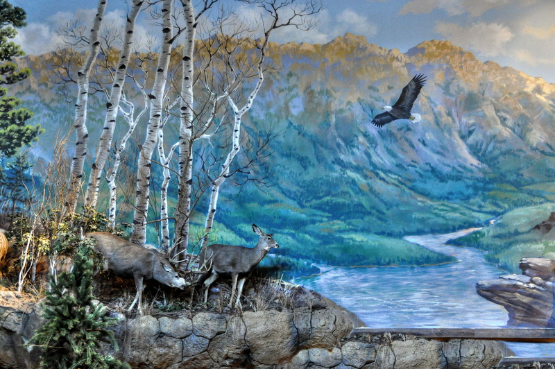 1080P, nature, scenics - nature, water, bird, outdoors, vertebrate, animal themes, rock, landscape, flying, beauty in nature, tree, picture, mid-air, river