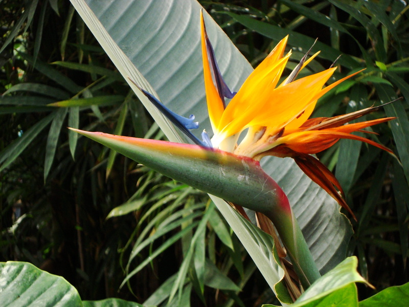 flower, decoration, inflorescence, large leathery leaves, petal, flowering plant, leaf, nature, tropical flower, palm trees, outdoors, flora, colorful flowers