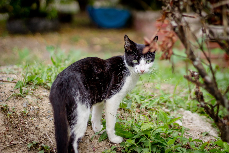 background, animal, kitten, green, funny, adorable, feline, domestic animals, focus on foreground, nature, bokeh, hunting, mammal, plant, vertebrate, guyana