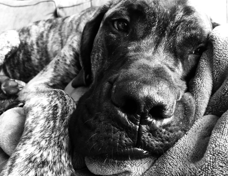 mastiff, background, domestic animals, close up, relaxation, looking at camera, puppy, animal, vertebrate, domestic, resting, weimaraner, looking, pet