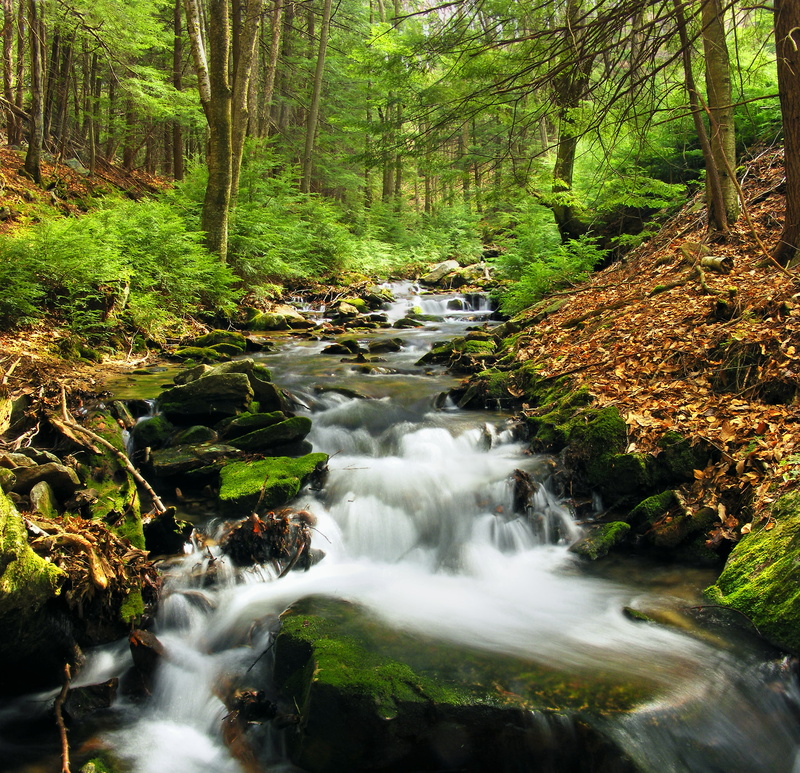river, eastern hemlocks, cascades, Run, Natural Area, stream, outdoors, Tsuga canadensis, Cameron County, spring, beauty In Nature, freshness, creative commons