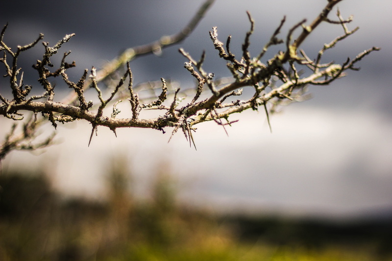 davis, beauty in nature, no people, cold temperature, focus on foreground, close-up, outdoors, dead plant, canaan valley resort state park, selective focus