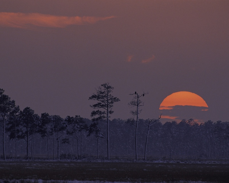 plant, environment, horizon, tranquility, maryland, planetary moon, 1080P, sunshine, outdoors, tranquil scene, sunset, field, land, idyllic, tree, scenics - nature