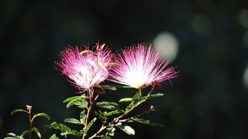 exotic flower, explosion color, flowering plant, garden, focus on foreground, day, growth, plant stem, no people, freshness, 4K, fragility, environment