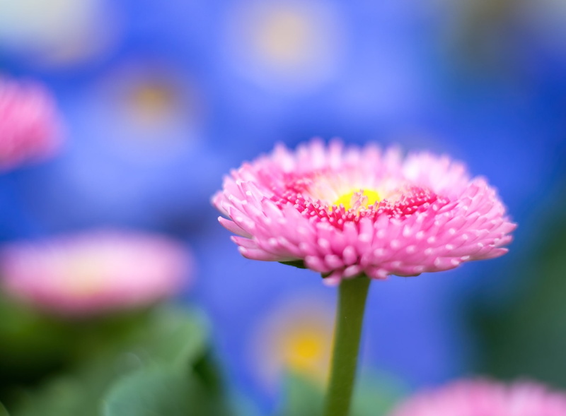 pink color, Blue, Pink, purple, close-up, Macro, 1080P, nature, growth, vulnerability, unfocused, no people, Focus, beauty in nature, Flower, Aero, pollen