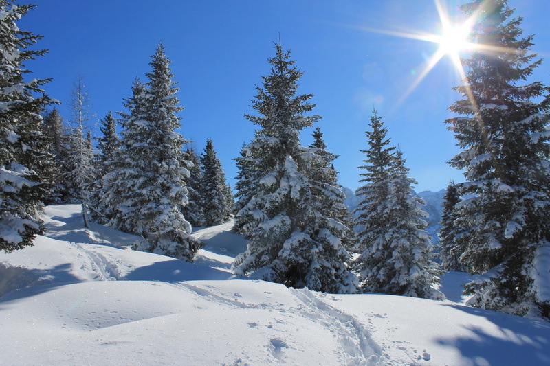 forest, no people, traces, snowcapped mountain, white color, scenics - nature, non-urban scene, powder snow, sunlight, sunny, lens flare, 1080P, nature
