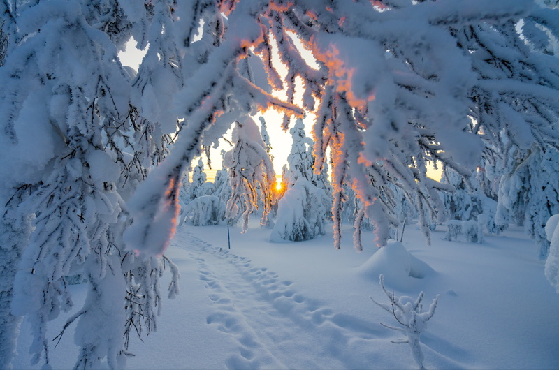 branches, snow, trees, winter, rays, the sun, landscape, 2K, nature, the snow, trail, traces, track