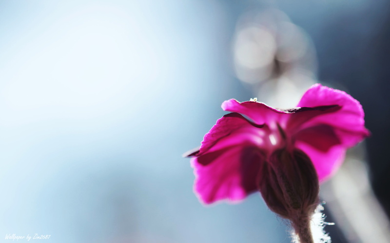 purpule, 2K, blur