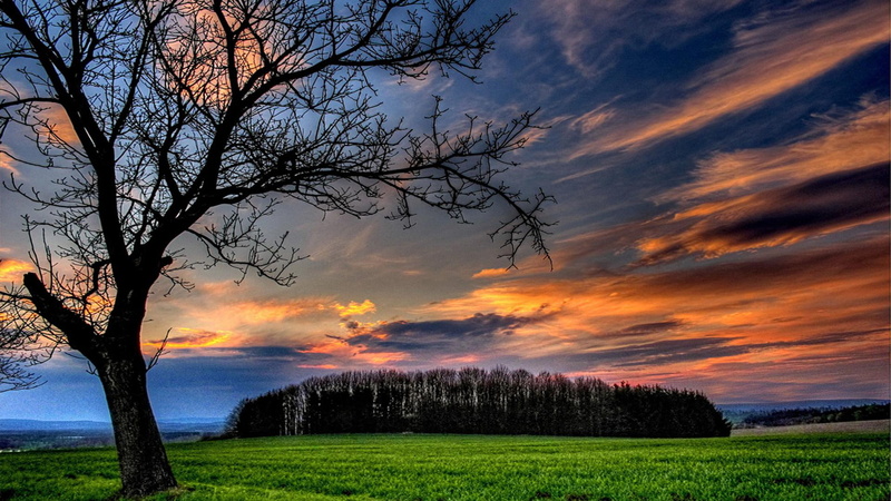 tree, forest, gold, green, meadow, 1080P, heavenly, 3d and abstrac, clouds, evening, dusk, heaven, field, twilight, sunset, grass