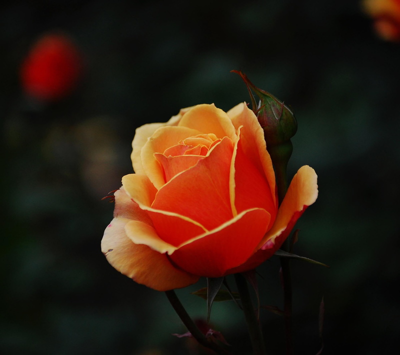nature, 3d and abstrac, beauty, photography, beautiful, ways, jacquelinela, flower, view, 1080P, rose, orange, photo