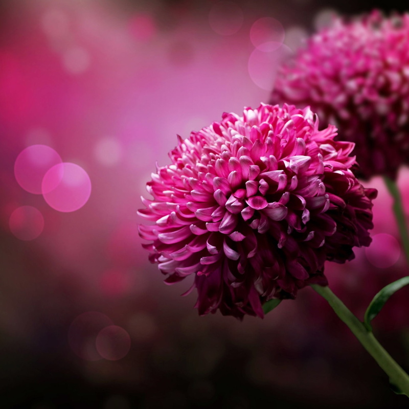 flowering plant, lilac, fragility, magenta, pink color, beauty in nature, nature, flower head, dahlia, flower, petal, inflorescence, outdoors, freshness