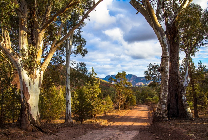 landscape, environment, photography, day, outdoors, tree trunk, sunlight, non-urban scene, nature, daytime, cloudy, road, tranquil scene, forest, land