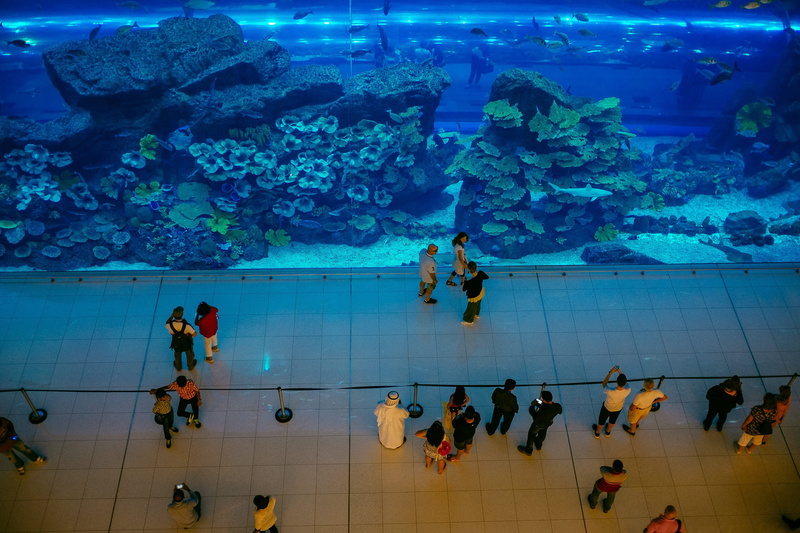 group of people, water, underwater, tank, fish, mall, animal wildlife, people, women, swimming, animals in the wild, 2K, animals in captivity, real people