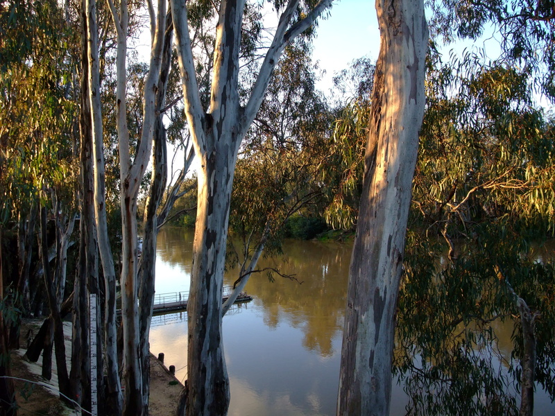 sky, outdoors, tree, non-urban scene, scenics - nature, tree trunk, beauty in nature, 4K, melbourne, river, day, plant, growth, lake, water, tranquil scene