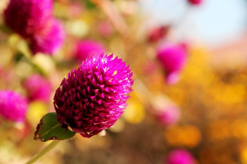 Flower, Blooming, springtime, vibrant, pink Color, focus on foreground, freshness, flowerbed, vulnerability, beauty In Nature, summer, fragility, plant