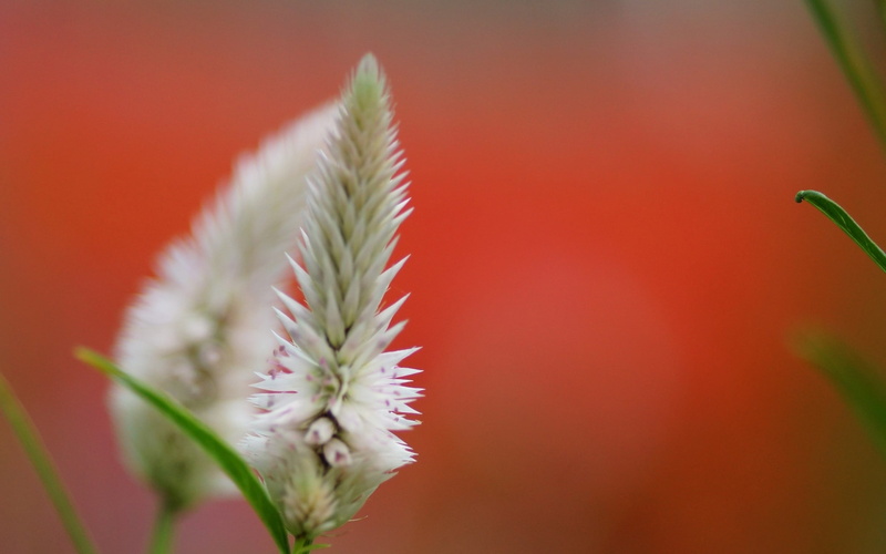 meadow, plant part, background, botany, amaranth, flowering plant, outdoors, backgrounds, selective focus, green Color, springtime, 2K, plant, vulnerability