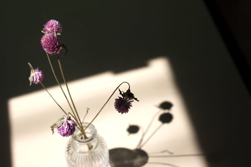 flower, growth, plant stem, plant, still life, no people, window, inflorescence, purple, freshness, light, shadow, 4K, flower head, vulnerability, dry flower