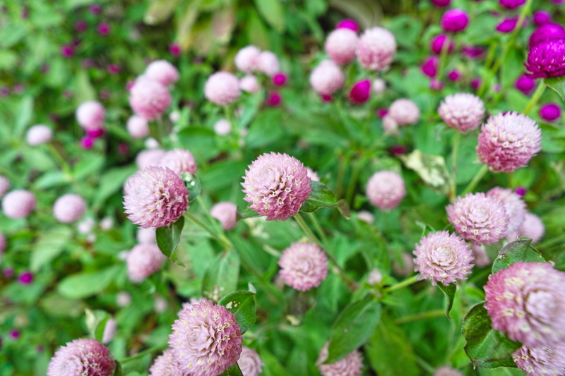 globe amaranth, flower head, day, nature, close-up, pink color, botany, plant, outdoors, inflorescence, fragility, summer, 4K, wide angle, petal, springtime