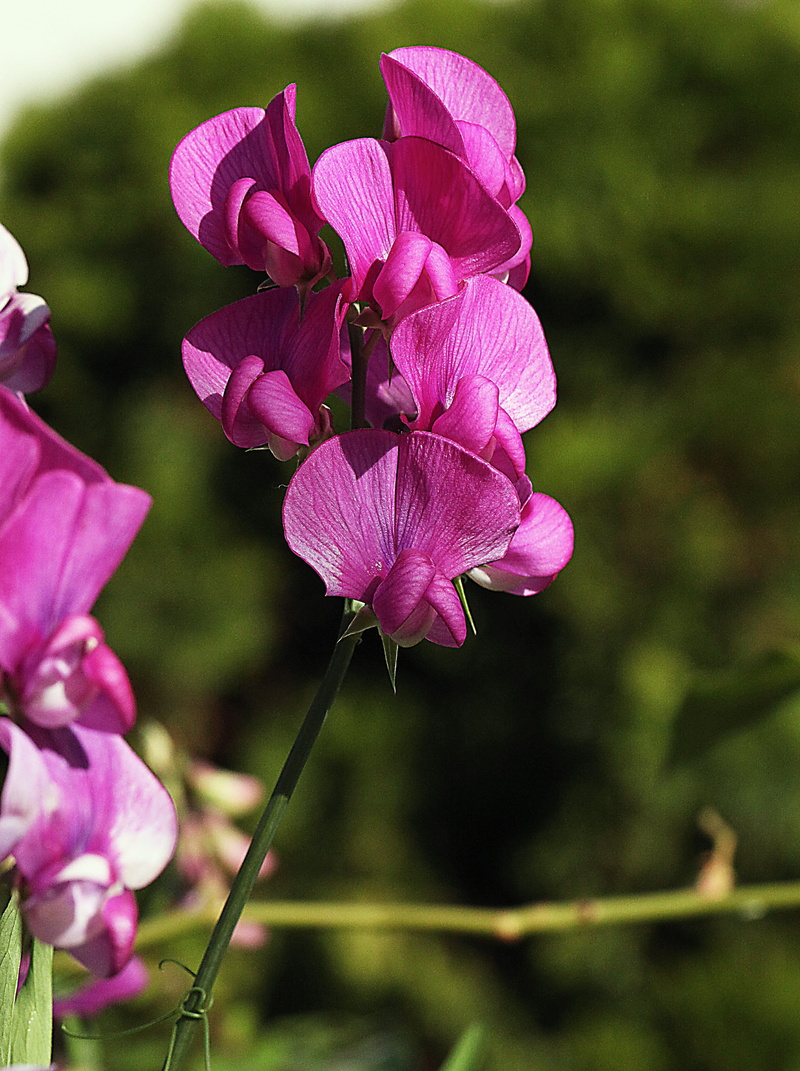 no people, outdoors, plant stem, freshness, growth, the stem, close-up, sunny, garden, pink color, 2K, autumn, fragility, flora, violet, purple, day, flowering plant