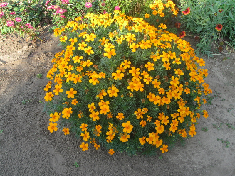 inflorescence, botany, marigold, flower, orange, freshness, fragility, flowerbed, flowering plant, growth, high angle view, vulnerability, petal, no people
