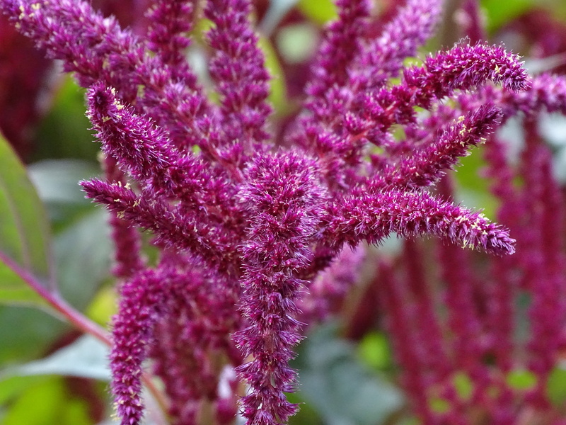 beauty in nature, focus on foreground, krautig, freshness, hanging, springtime, inflorescence, seeds, petal, growth, 5K, purple, red, close-up, pink color