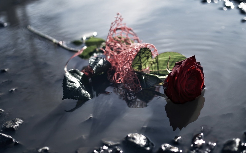 flowers, rose, red, high angle view, outdoors, beauty in nature, plant, motion, lake, reflection, nature, no people, water, day, selective focus, 1080P